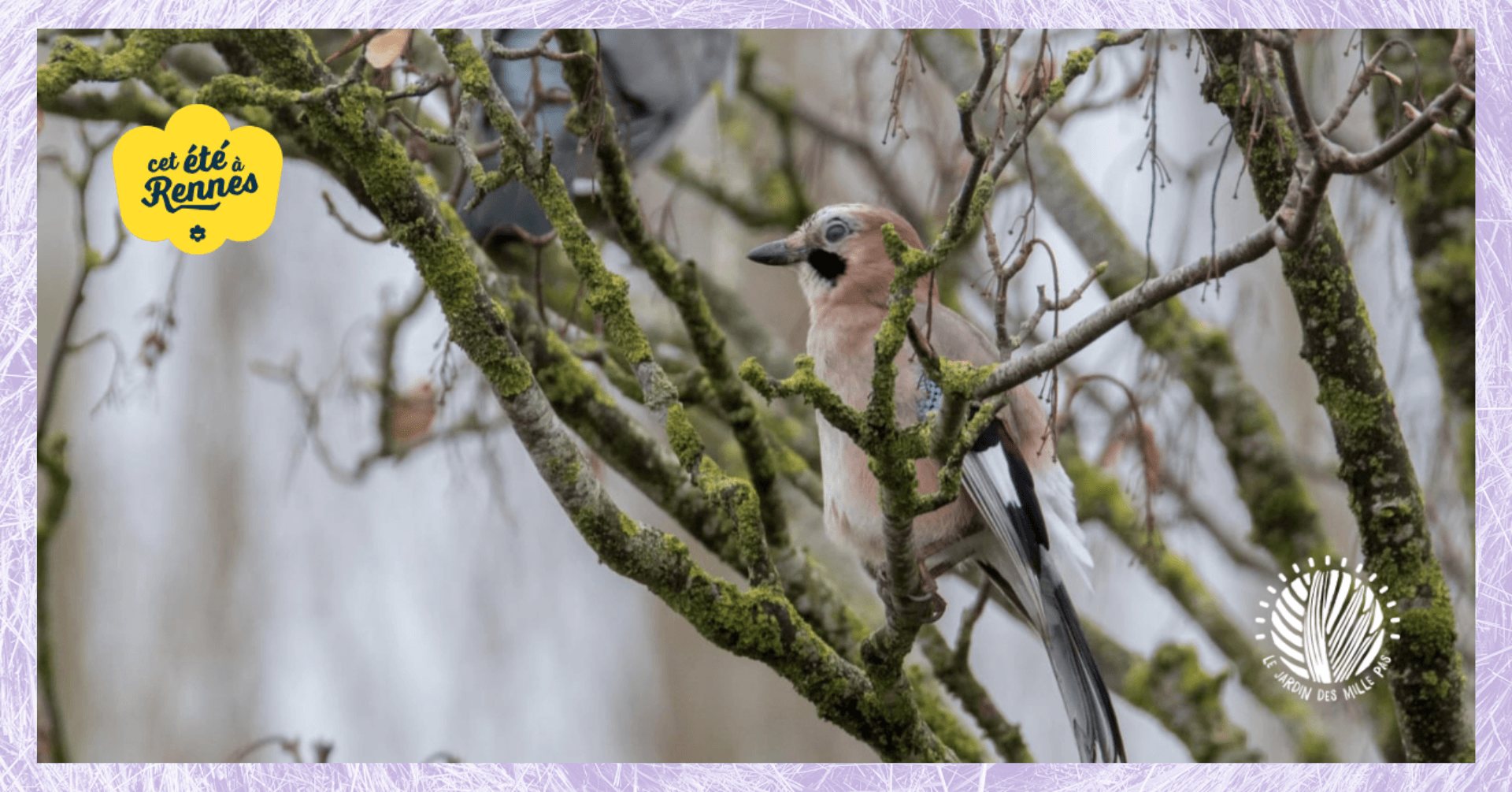 Oiseaux des parcs et jardins | Balade