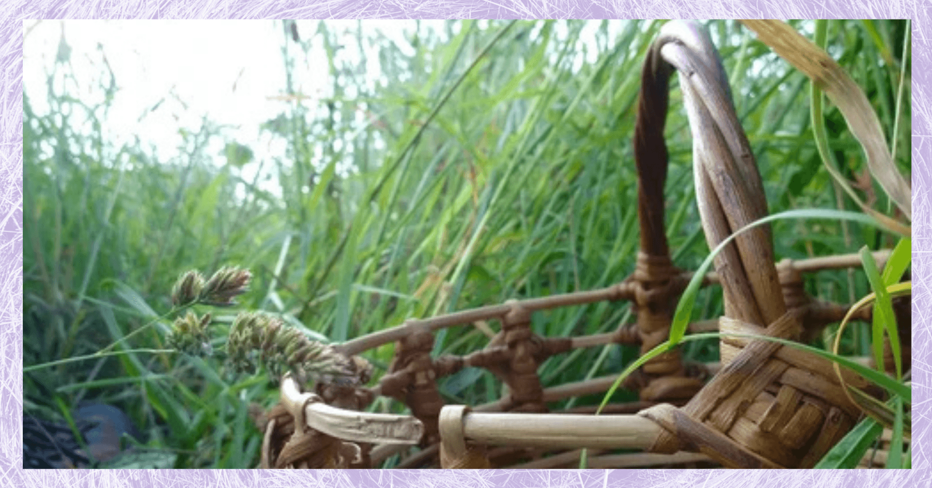 À la découverte des plantes sauvages | Balade Botanique