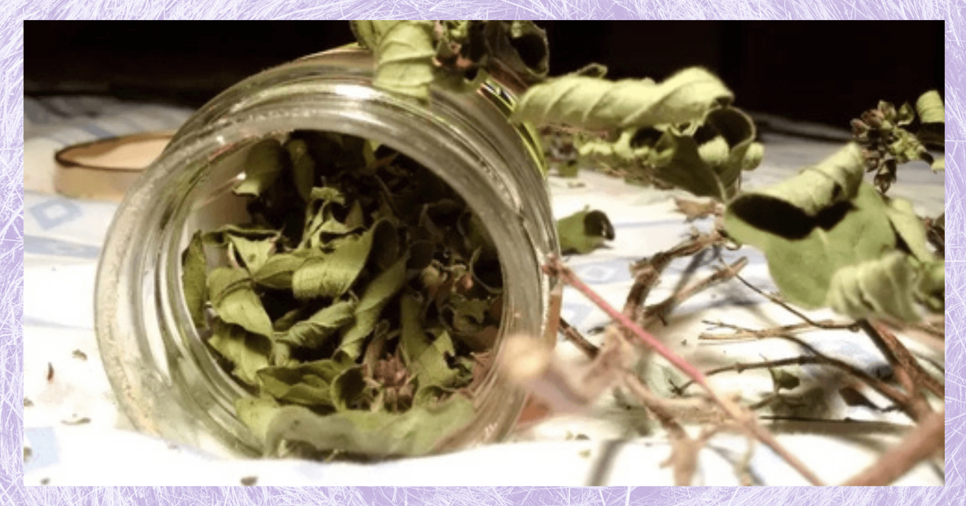 La tisane thérapeutique en pratique | Atelier herboristerie