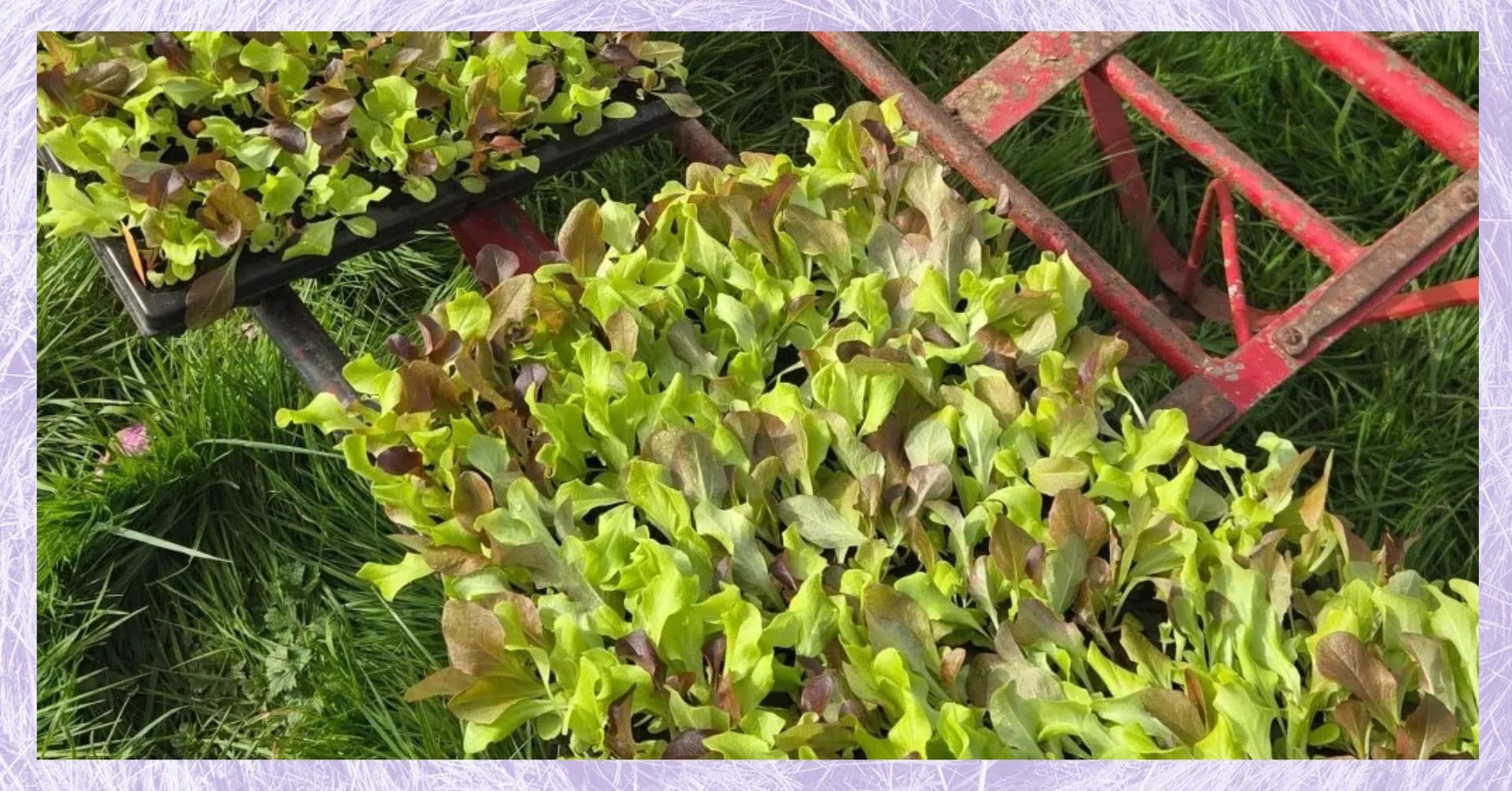 Faire ses semis de légumes d'été | Atelier jardin