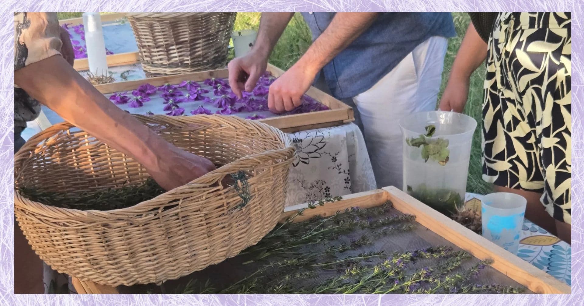 Le séchage des plantes aromatiques et médicinales | Atelier